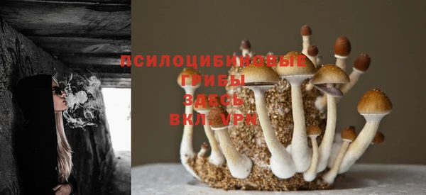 твердый Бородино